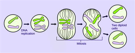 Overview Of Asexual Reproduction Different Types And Advantages