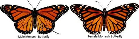 male vs female monarch butterfly butterfly garden butterfly monarch butterfly caterpillar