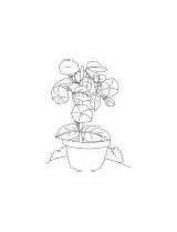 Bindweed Coloring Pot Flowers Glory Morning sketch template
