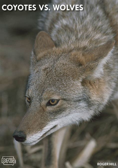 4 quick ways to tell a wolf from a coyote dnr news releases