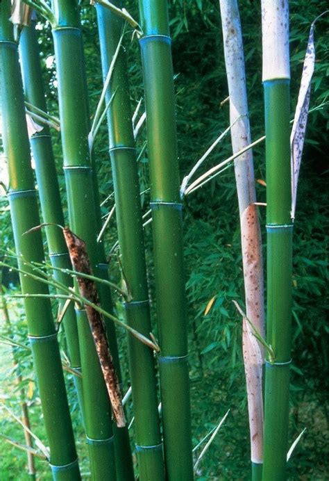 phyllostachys viridis bambu parque