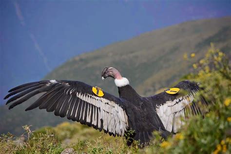 el condor vuela libremente en los andes  en utah cuzco eats