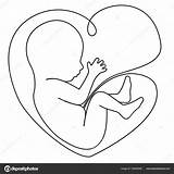Baby Womb Fetus Drawing Vector Line Illustration Stock Getdrawings Sign Preview sketch template
