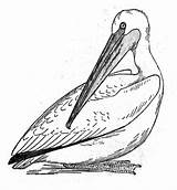 Pelican Coloring Pages Brown Printable Sitting Getdrawings Drawing Getcolorings Birds sketch template