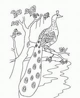 Paon Peacocks sketch template