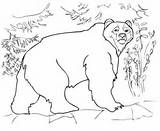 Kodiak Colorare Oso Disegni Ours Gigante Orso Bruns Categorías sketch template