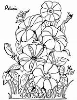 Coloring Pages Adult Petunia Flower Floral Adults Drawing Petunias Printable Colouring Fairy Color Graphics Flowers Face Happy Unique Thegraphicsfairy Cool sketch template