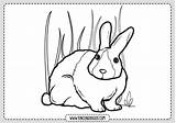 Conejos Animales Rincondibujos Navegación sketch template