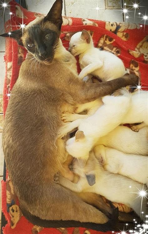 Siamese Kittens For Sale For Sale Adoption From Maryborough Queensland