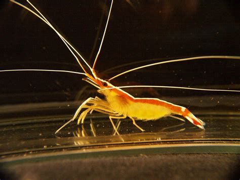cleaner shrimp have a calculating murderous sex life ars technica