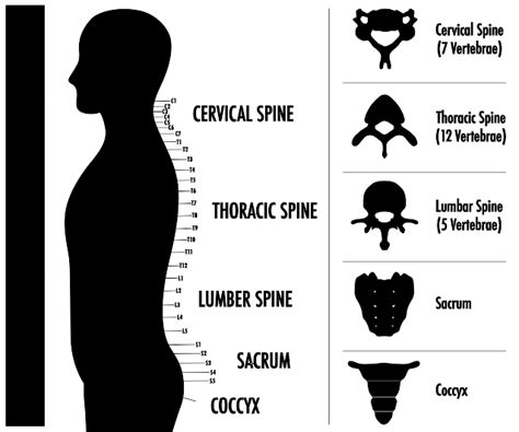 spine  spine surgery institute