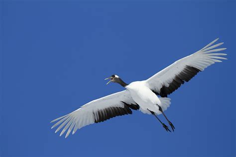 canon bird branch project biodiversity initiatives bird photo guide