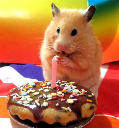 happy birthday funny animals google search birthday wishes