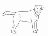 Colorear Labrador Cachorro Razas Chien Perro Assis Calcar Desenho Perritos Perrosamigos Raza Aleman Dessiner sketch template