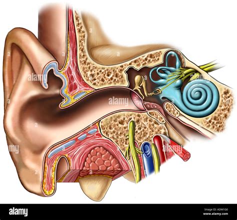 anatomy    ear cross section stock photo  alamy