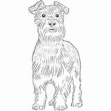 Schnauzer Breeds Dogbreedslist sketch template