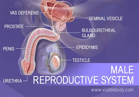 male reproductive structures learn anatomy