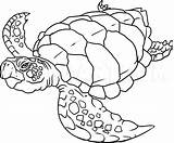Turtle Dragoart sketch template