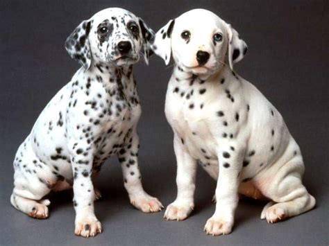 cute pictures  puppies dalmatian puppy puppies dalmatian dogs