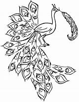 Peacock Coloring Pages Outline Feather Drawing Printable Feathers Peacocks Easy Indian Template Simple Print Painting Tail Colouring Kids Book Getdrawings sketch template
