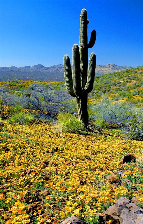 desert spring photograph  frank houck