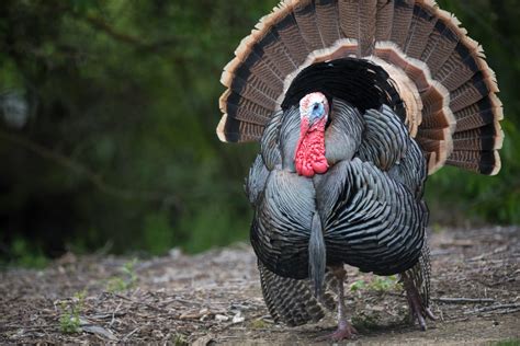 42 year old man in trouble for bonking turkey [audio