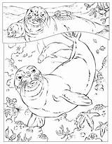 Harp Seal Coloring Pages Getdrawings sketch template