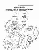 Coloring Cell Animal Bacteria Pages Worksheet Color Printable Key Membrane Getcolorings Biology Library Clipart Pa sketch template