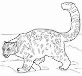 Coloring Snow Leopardo Nevi Amur Colorare Ausmalbild Disegni Accucciato Leopards Lion sketch template