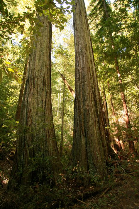 giant redwood trees  california  stock photo public domain pictures