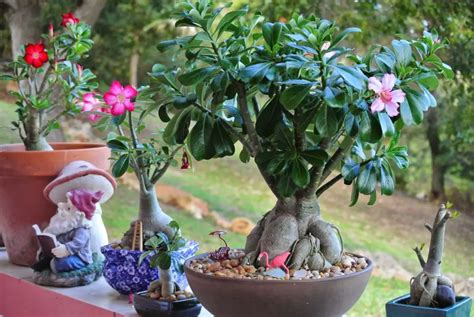 Desert Rose Plants When And How To Repot Them Plant Instructions