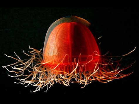 jellyfish marine invertebrate britannicacom