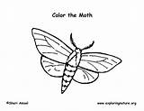 Moth sketch template