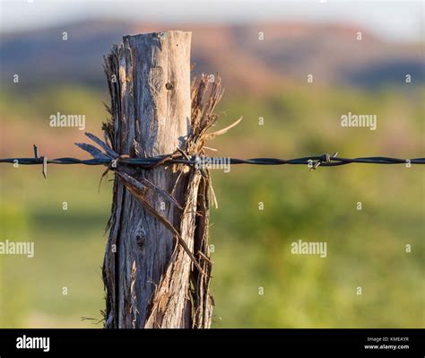 Cedar Fence Post For Barbed Wire Fence In The Texas Pan Handle Stock