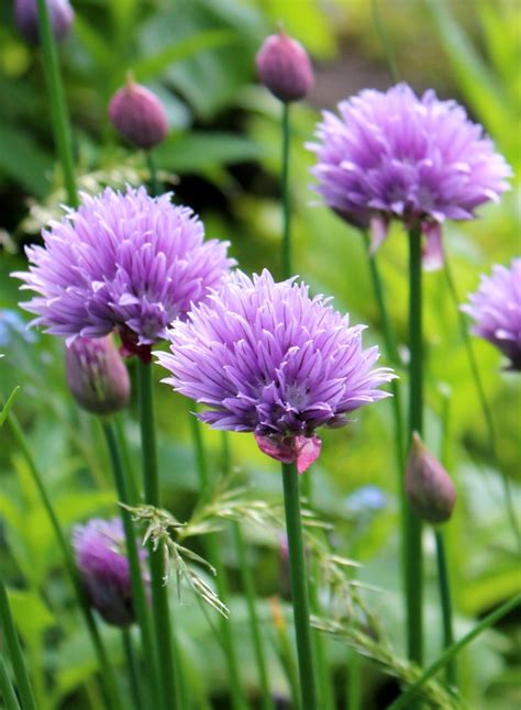 chives growing care  harvesting chive leaves  delicious condiment