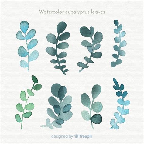 watercolor eucalyptus leaves collection   eucalyptus