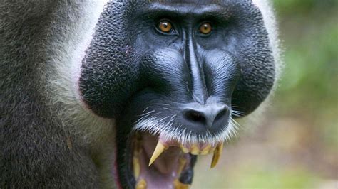 baboon image id  image abyss