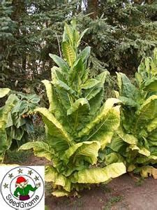 pin  growing tobacco leaves