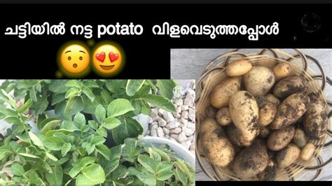 plant  grow potato  home easily homely items youtube