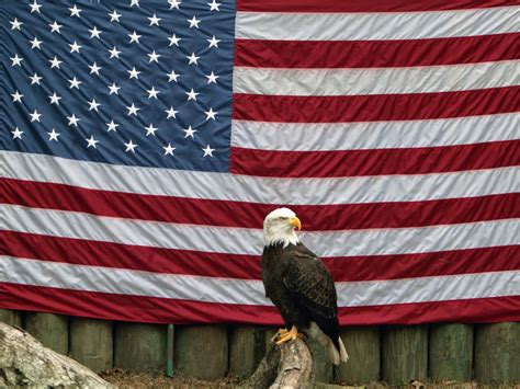 american eagle  flag  photo  freeimages