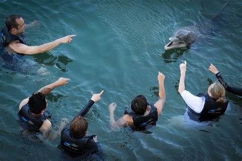 swim   dolphins  dream  animals