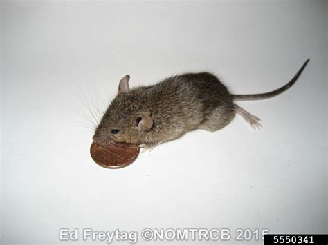 house mouse mus musculus