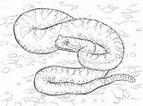 Klapperschlange Sonoran Sidewinder Snake Viper sketch template