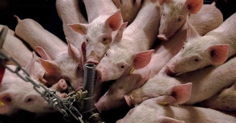 abn amro situation  dutch pig farmers dramatic pledge times