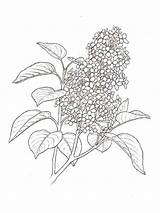 Lilac Flower Coloring Pages Drawing Flowers Getdrawings Kids Color sketch template