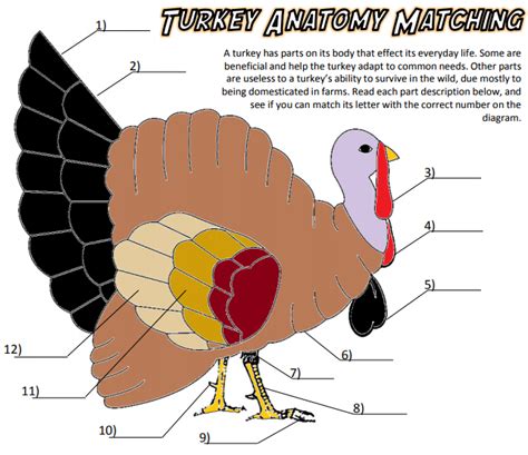 anatomy   turkey diagram quizlet