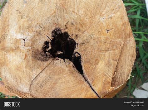 tree stump rotten core image photo  trial bigstock