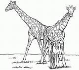 Coloring Giraffe Family Pages Print Kids Library Clipart sketch template