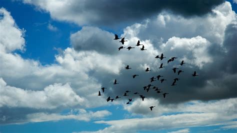 birds fly   sky   clouds hd wallpaper wallpaper