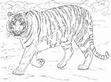 Tigre Bengala Bengal Mewarnai Harimau Tigres Supercoloring Realistic Slowly Bengals Marimewarnai Stampare Amur Colorier Paud Cp Bengale sketch template